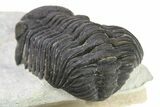 Eldredgeops Trilobite - Centerfield Limestone, New York #286550-4